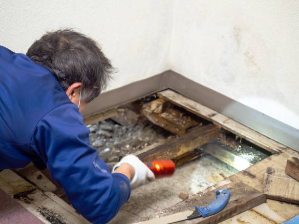 Best Crawl Space Mold Removal  in Union City, MI