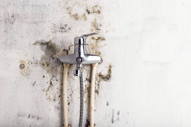 Best Commercial Mold Removal  in Union City, MI