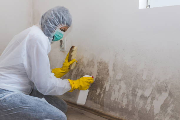 Best Certified Mold Removal  in Union City, MI