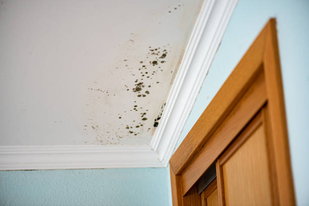 Best Attic Mold Removal  in Union City, MI
