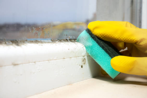Best Local Mold Removal Service  in Union City, MI