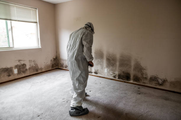 Best Office Mold Removal Services  in Union City, MI
