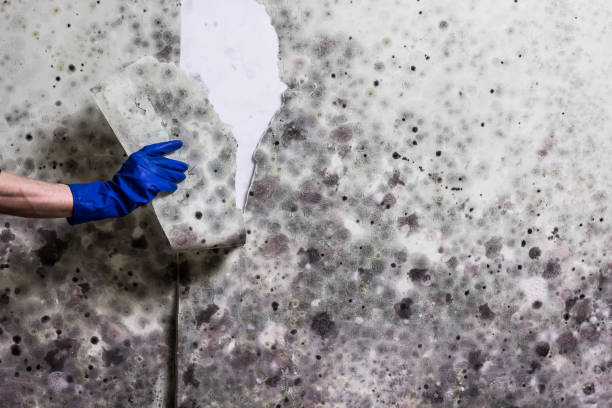 Best Mold Removal Process  in Union City, MI