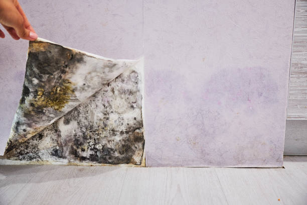 Best Black Mold Removal  in Union City, MI